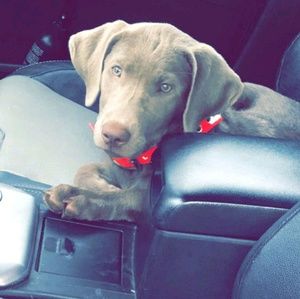 Meet your Posher, Blake